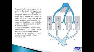 Anatomía Quirúrgica del Hígado-Dra Juliana Di Menno
