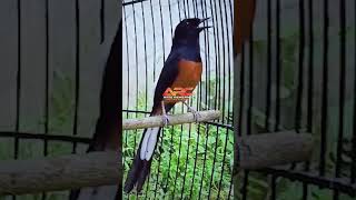 Download Lagu MURAI NEMBAK ISIAN CILILIN FASEH POL MP3 Download Lagu MURAI NEMBAK ISIAN CILILIN FASEH POL MP3