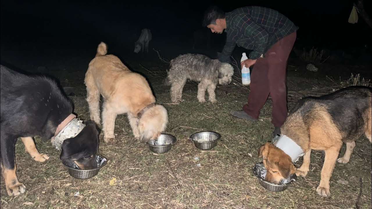 Dangerous Guard DOGS FIGHT for Territory | Gaddi Tribe