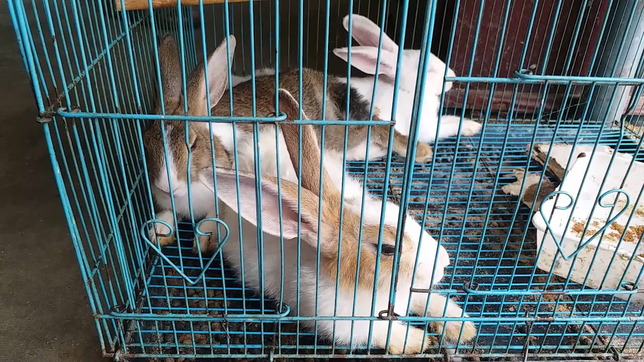 Adult female rabbits - YouTube