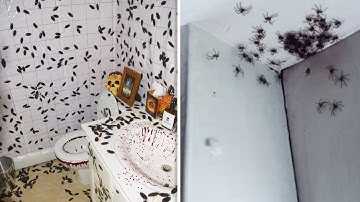 Top 10 WORST Bug Infested Houses…