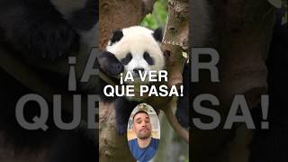 ¿POR QUÉ LOS PANDAS SON BLANCOS Y NEGROS? I #oso #panda