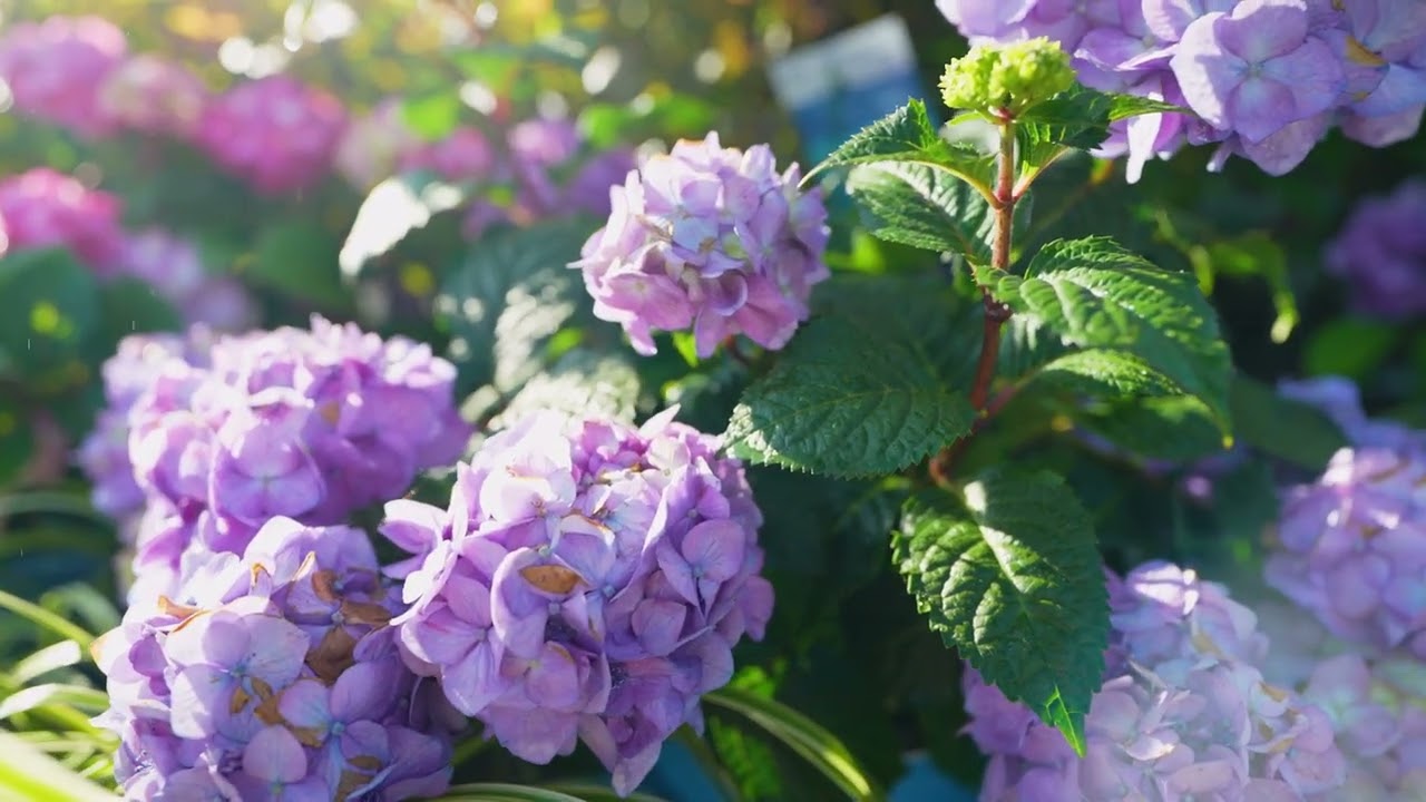 Family Tree Nursery