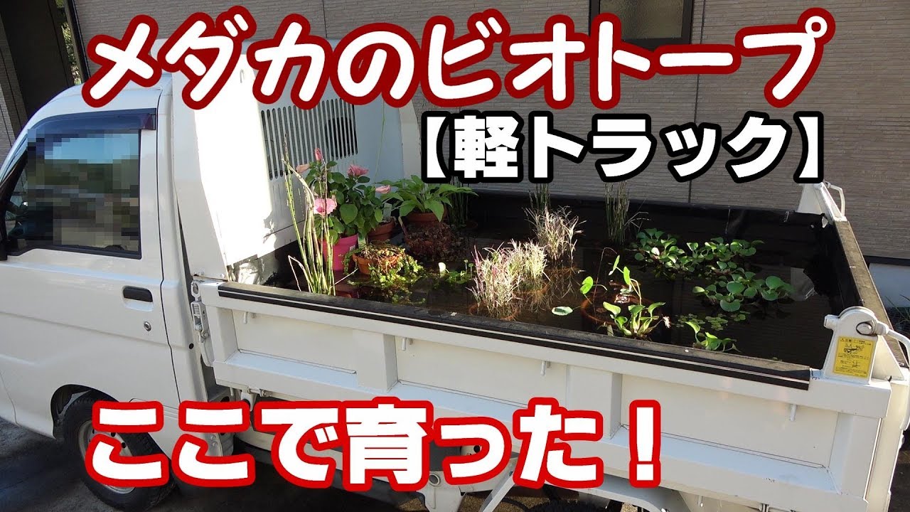 軽トラの荷台でメダカが育った！【めだかの軽トラビオトープ⑮】 - YouTube