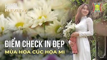Điểm check-in đẹp quên lối về trong mùa cúc họa mi | Hanoi Review