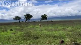 Lioness a hunts Zebra 2/ lionne chasse le zèbre 2