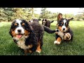 Bernese Mountain Dog Puppies Playing in Slow Motion || Ep 12