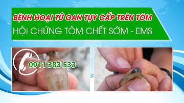 BỆNH HOẠI TỬ GAN TỤY CẤP TRÊN TÔM - HỘI CHỨNG EMS