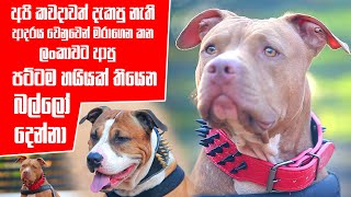 ආදරය වෙනුවෙන් මරාගෙන කන | American Pit Bull Terrier | Pet Talk