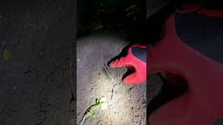 Shocking Surprise While Digging At Night