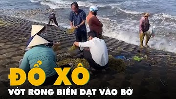 Rong biển dạt bờ, nhiều người đi vớt, 