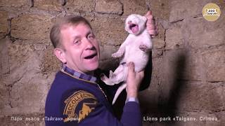 Придумайте имена малышам белым львятам. Тайган | Think of names for white lion cubs. Taigan