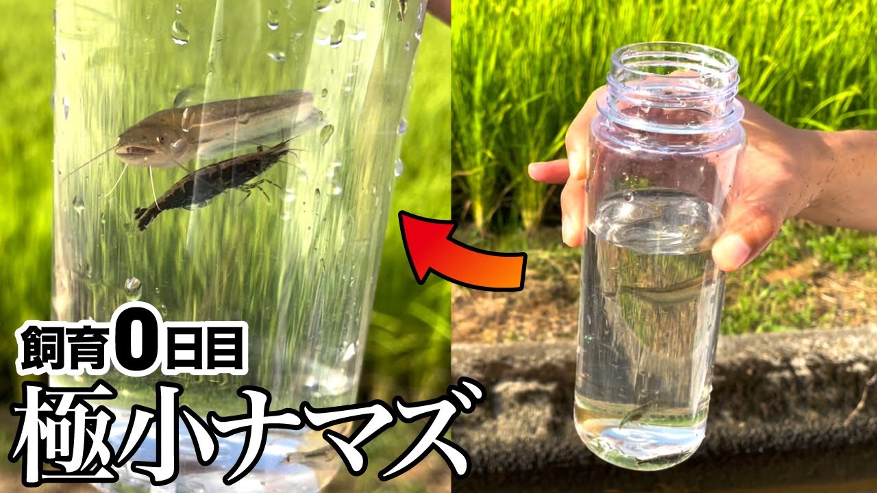 用水路で捕まえた日本ナマズの赤ちゃんを持って帰ってきた - YouTube