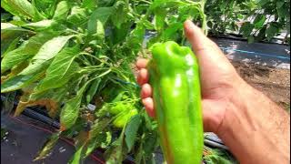 Picking Italian sweet peppers.