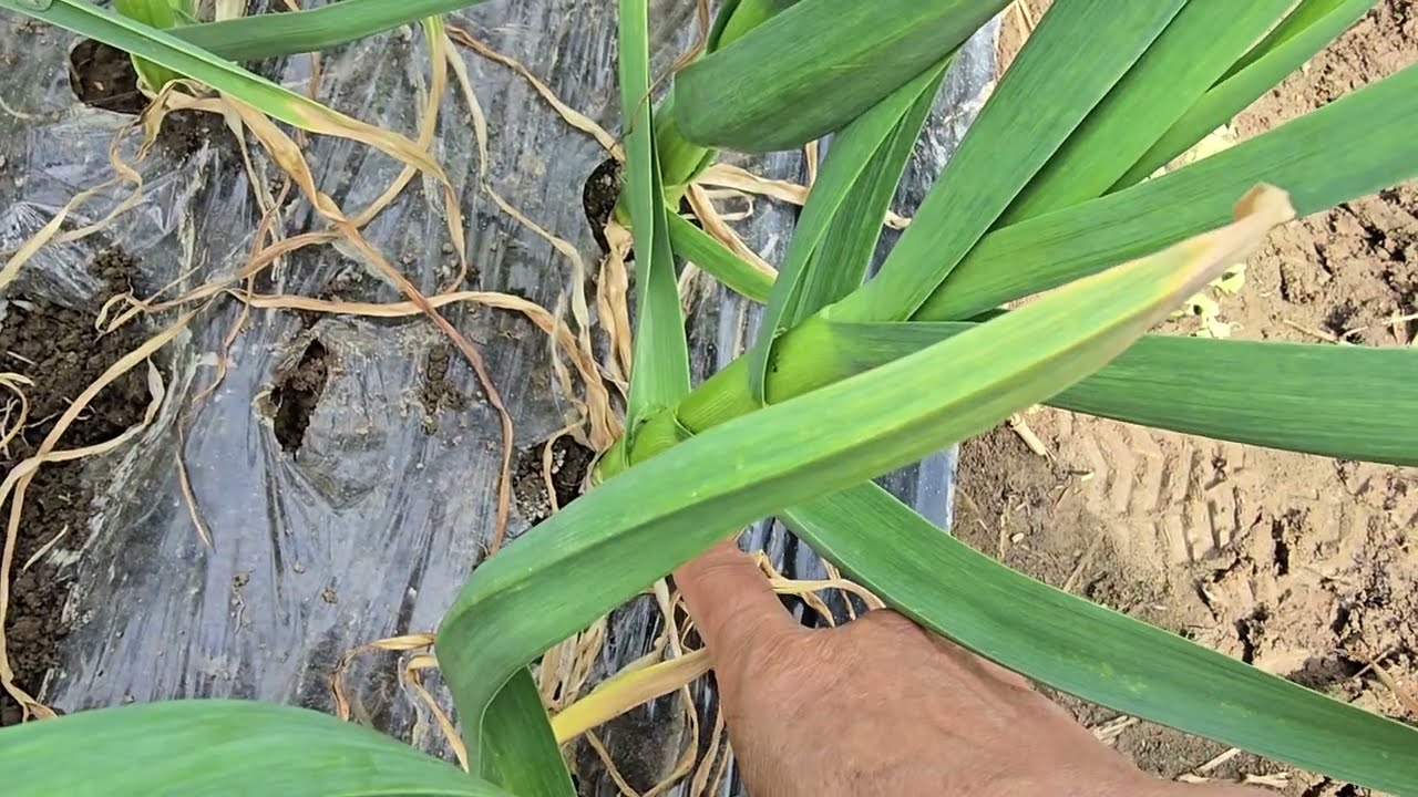 황금알농법 창녕 마늘재배 무름병 흑색썩음병 뻥마늘 비료부족 엽면시비 설탕 돈버는농사