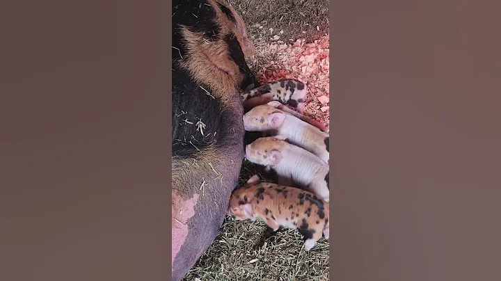 Brand new piglets on the farm this morning. #kunekune #piglets #shorts