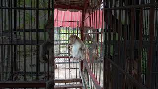 Download Lagu JONI KANGEN BAPAK MP3