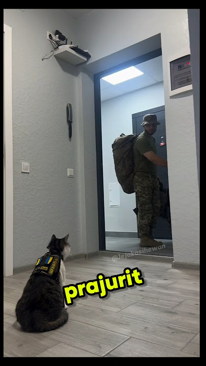 Prajurit Ini Langgar Aturan Demi Kucing⁉️😱 #shorts #viral #animals