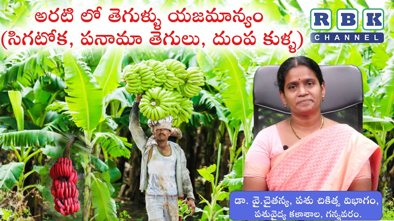 అరటి లో తెగుళ్ళు యజమాన్యం ( సిగటోక, పనామా తెగులు, దుంప కుళ్ళ ) ll డా. ఏ. స్నేహలత