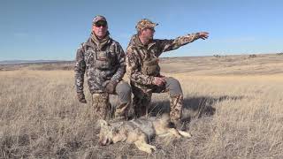 Doubles, Triples and Quads! - Part II | 40 Coyotes Called Up!!! by OutDoors 406 2,401 views 3 years ago 16 minutes
