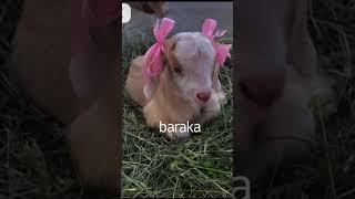 # prophet Muhammad s.a.w goat 🐐 name # islamic# Islamic status # Shirin editzzz