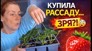 Потратила 40 На Клубникубудет Ли Урожай?