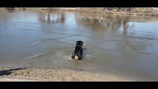 The Water Hole by Macho the Rottweiler 426 views 1 year ago 4 minutes, 29 seconds