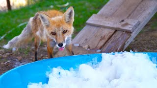 showing foxes snow for the first time