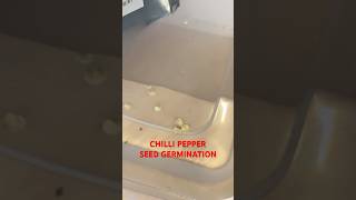 Carolina Reaper & Ghost Pepper Seed Germination Hack 🌶️ Hydrogen Peroxide Soak #Gardening #shorts