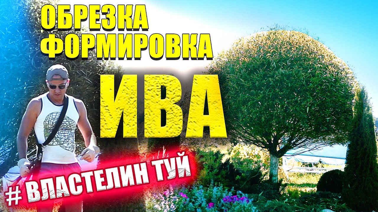 ИВА РАБОТЫ В САДУ | CТРИЖКА ИВЫ ШАР | ТОПИАР | @LORD_OF_GARDEN_BELARUS | Cтрижка туи Минск |