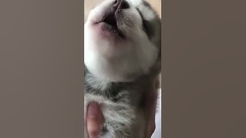 BABY HUSKY DOG HOWLING FOR THE FIRST TIME EVER! #shorts