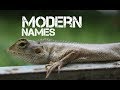 Girl Dog Names That Start With A L Girl Dog Names That Start With A L