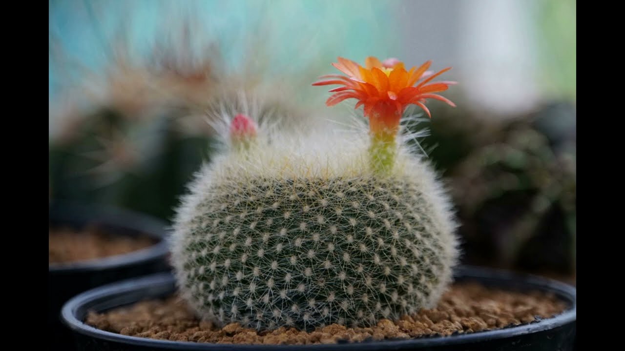 Смотреть видео