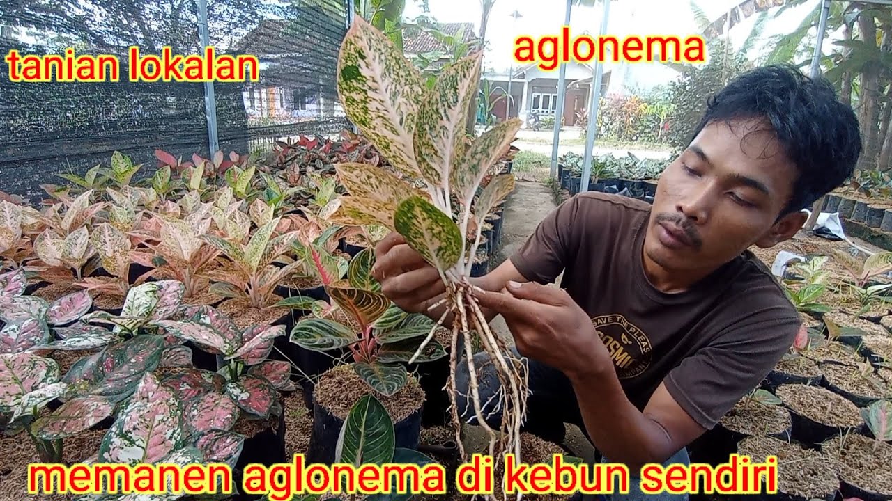 Aglonema tanian lokalan .PAnen bunga aglonema sendiri