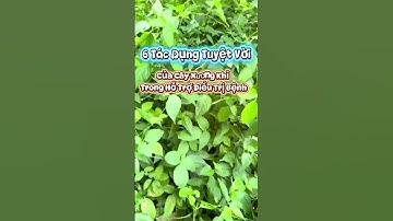 6 Tác Dụng Tuyệt Vời Của Cây Xương Khỉ Trong Hỗ Trợ Điều Trị Bệnh #meodangian #baithuocnam #dongy