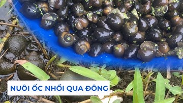 Cách chăm sóc ốc nhồi trong mùa đông