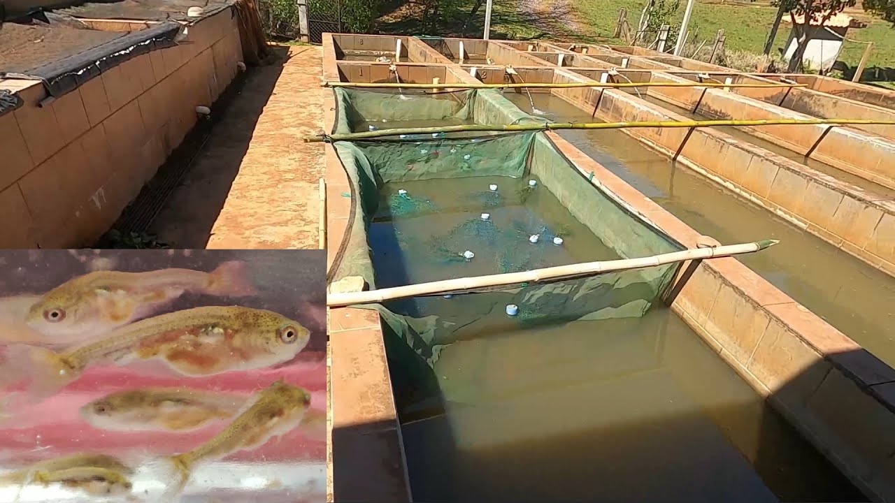 Reprodução de peixes com uso de hormônio !!