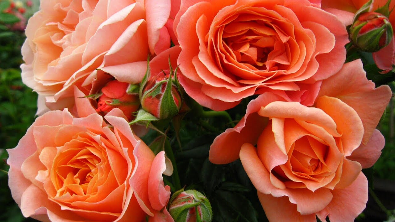 Vogue for a vogue B.C. florist’s rose named after magazine YouTube