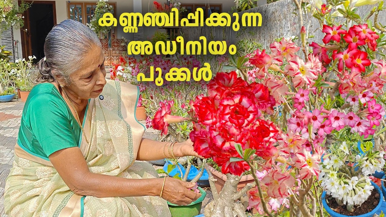  പൂക്കളുടെ വിസ്മയം || Garden tour|| Adenium flowering tips