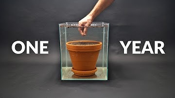 Lotus Plant in Aquarium Time-lapse