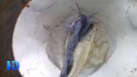 Carp Fishing (Test mồi câu cá Hải Đăng và Cách dòng cá của Admin Hải Đăng)