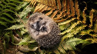 23 Animals that Hibernate During the Winter and Summer | Coolest Hibernating Animals
