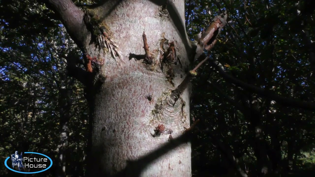 Thurso River In September (2)  28th Sept 2025