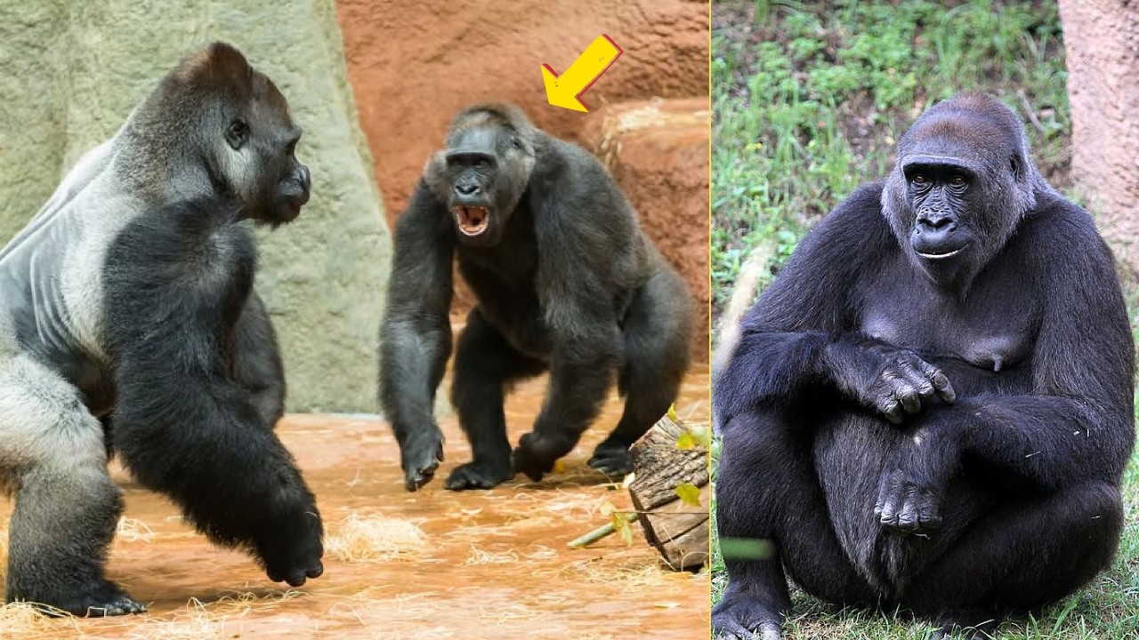 Kamba’s Big Day: 53 Years of Gorilla Wisdom and Love