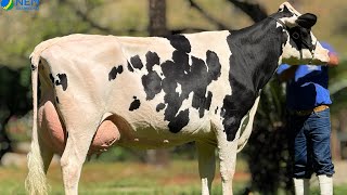 LOTE 9 ✅LEILÃO VIRTUAL EXPHOMIG 2026 | 📍ITANHANDU - MG