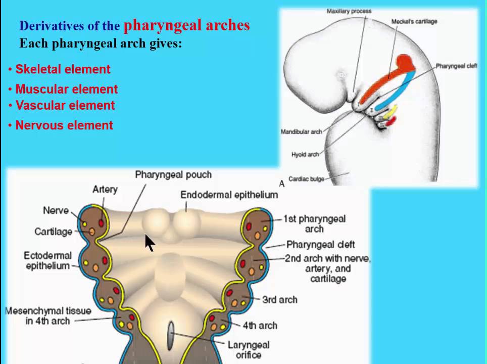 3 pharyngeal arches introduction youtube pharyngeal arches