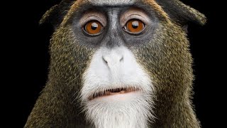 STRANGEST Monkeys In The World by Secret Truths 300,615 views 3 years ago 10 minutes, 3 seconds
