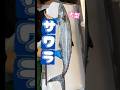大型サワラの三枚おろし【釣りモノ96㌢】 #サワラ #サワラ捌き方 #さかなサバケル