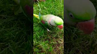 cute parrot sound ?? #bolnewalatota #youtubeshorts #greenparrot #viralvideo #talkingparrot #tota