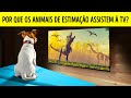 Cães e Gatos Realmente Assistem à TV?